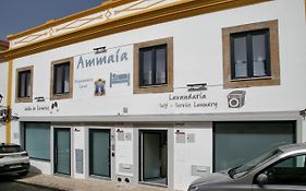 Ammaia AL